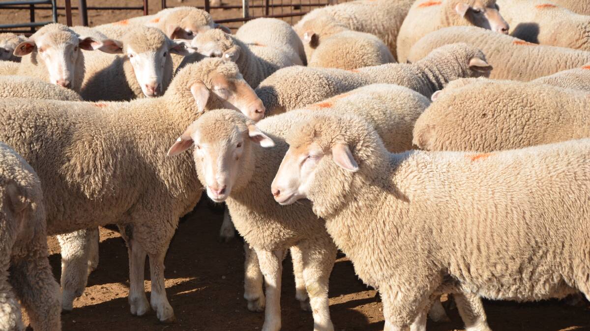 Mt Pleasant lambs make $190