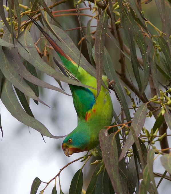 Nectar feeding parrot: A Swift Parrot in forest red gum at Port Macquarie in June 2018. Photo: Liam Murphy.