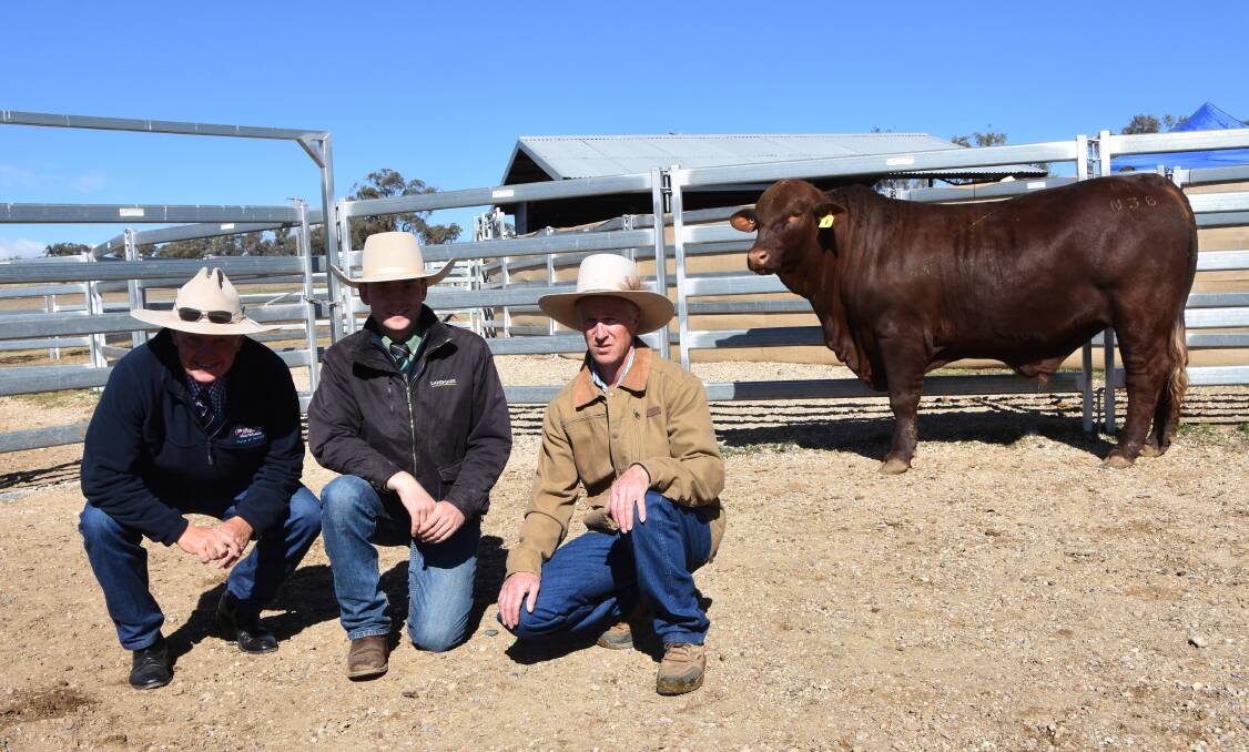 The $9000 Hardigreen Park N38 with Santa Gertrudis general manager Chris Todd, Landmark Tamworth agent Ken Miall, and Hardigreen stud manager Colin Patterson. 