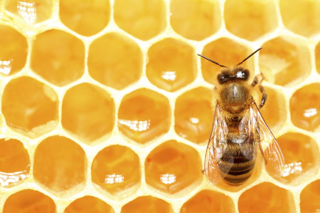 SWEET: Moves are underway to create a national honey library and honey traceability program.