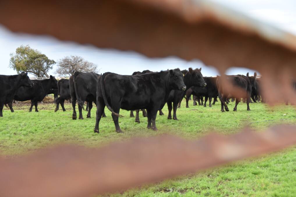 Angus cows gather near the yards after weaning.