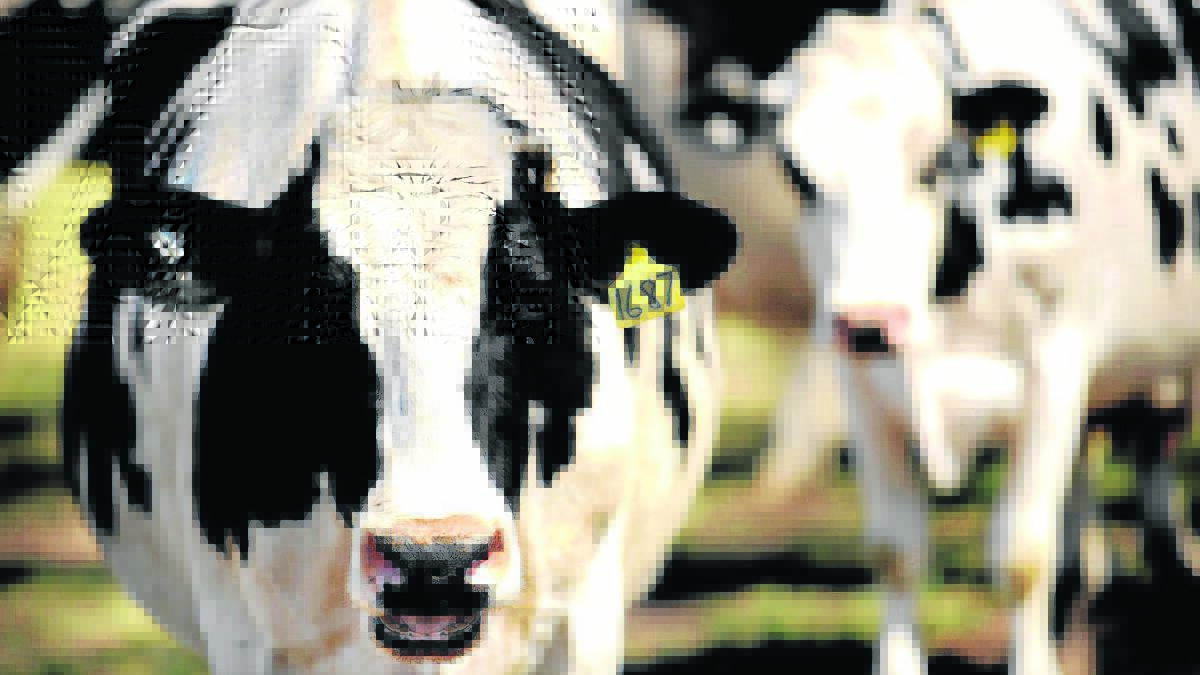 SA products snare dairy awards
