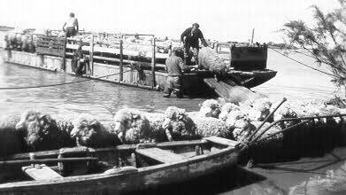 Peter Grundy, Eric Birks and Jack Grundy unloading sheep into the water to wash them circa 1950.