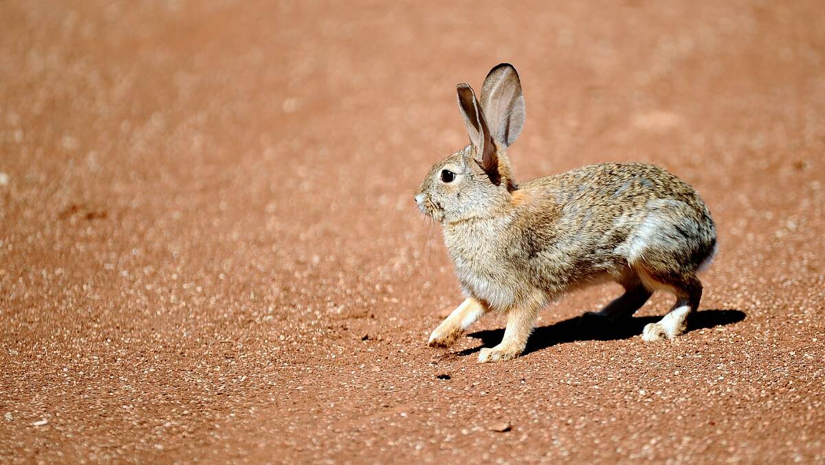 RABBIT CONTROL: National funding for rabbits was missing from the federal budget.