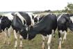 SA dairy workforce committee established to tackle labour issues