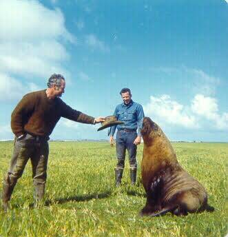 Dean Tugwell and Peter Grundy came across a seal in 'Grannies Hill' paddock in 1971.