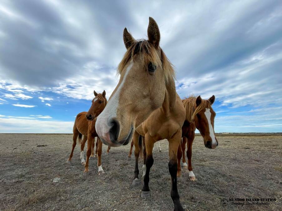 Mundoo horses. PHOTO: Sally Grundy.