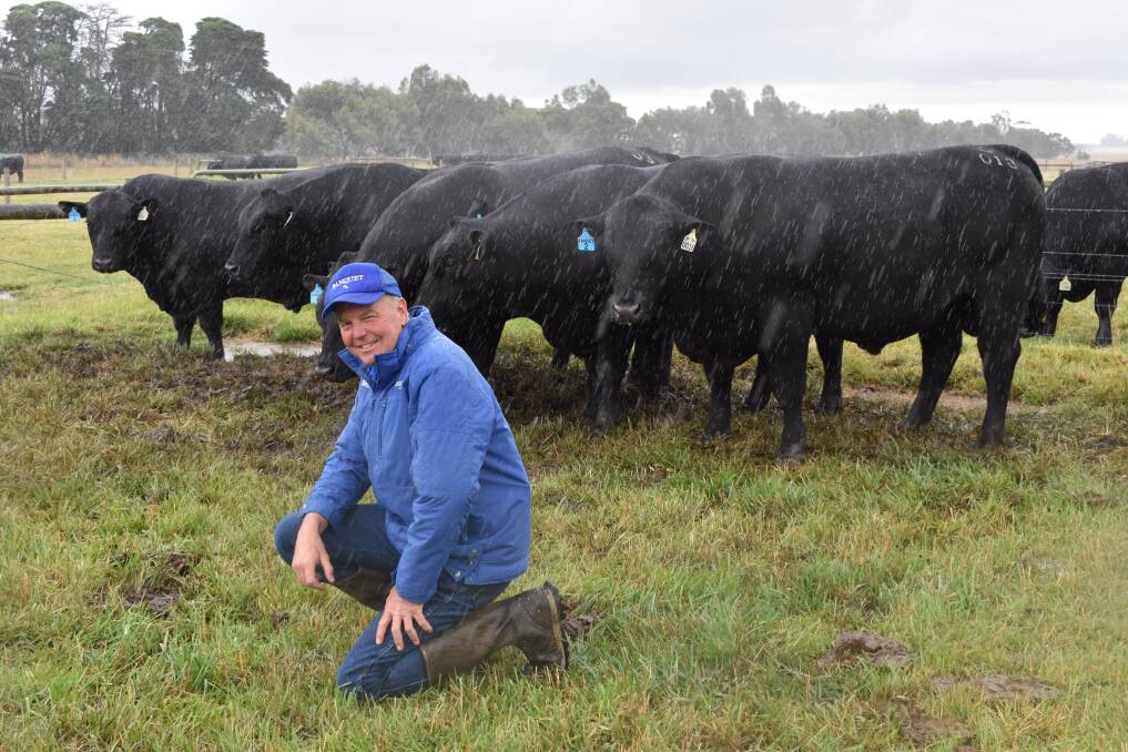 BEEF FEAST: Stephen Branson with some of the rising two-year old bulls at Banquet Angus, Mortlake, Victoria, offered for sale this year.