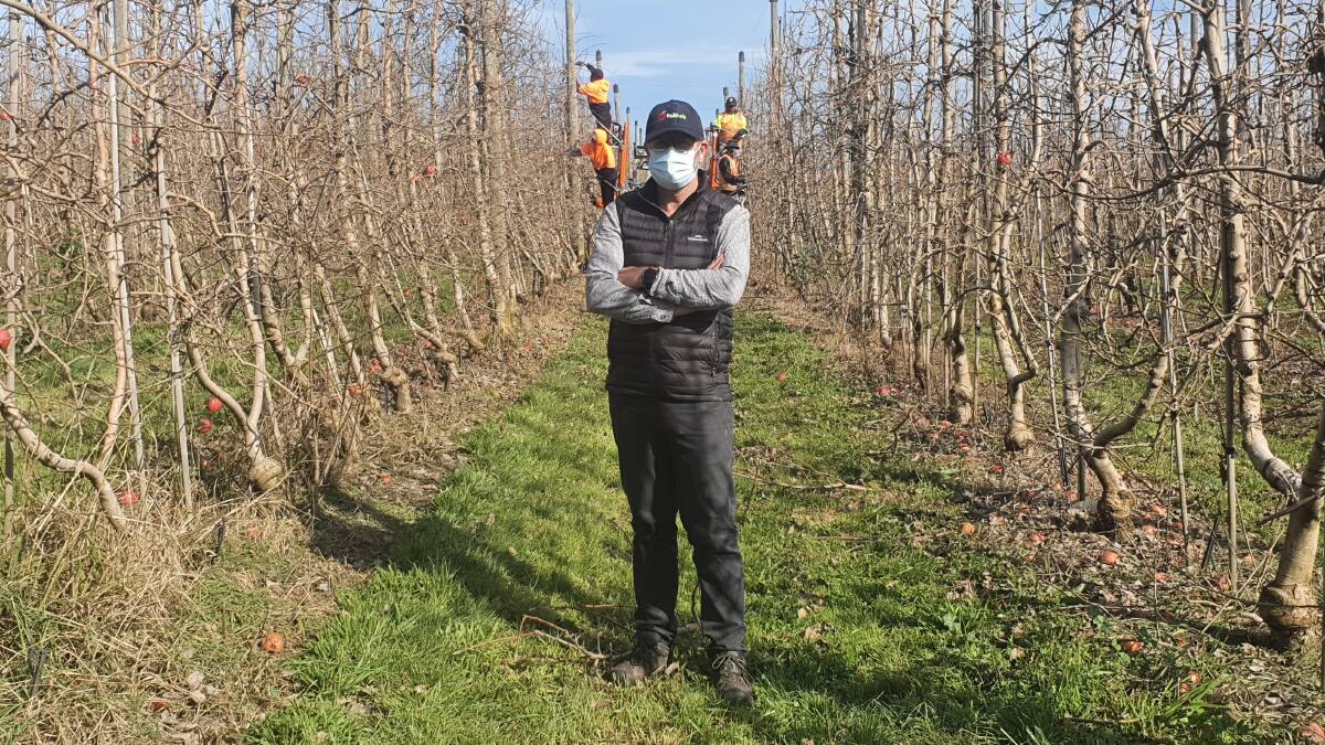 EYE OPENER: Orchard manager Jason Shields says more than 20 per cent of staff at Plunkett Orchards were required to isolate at the same time.