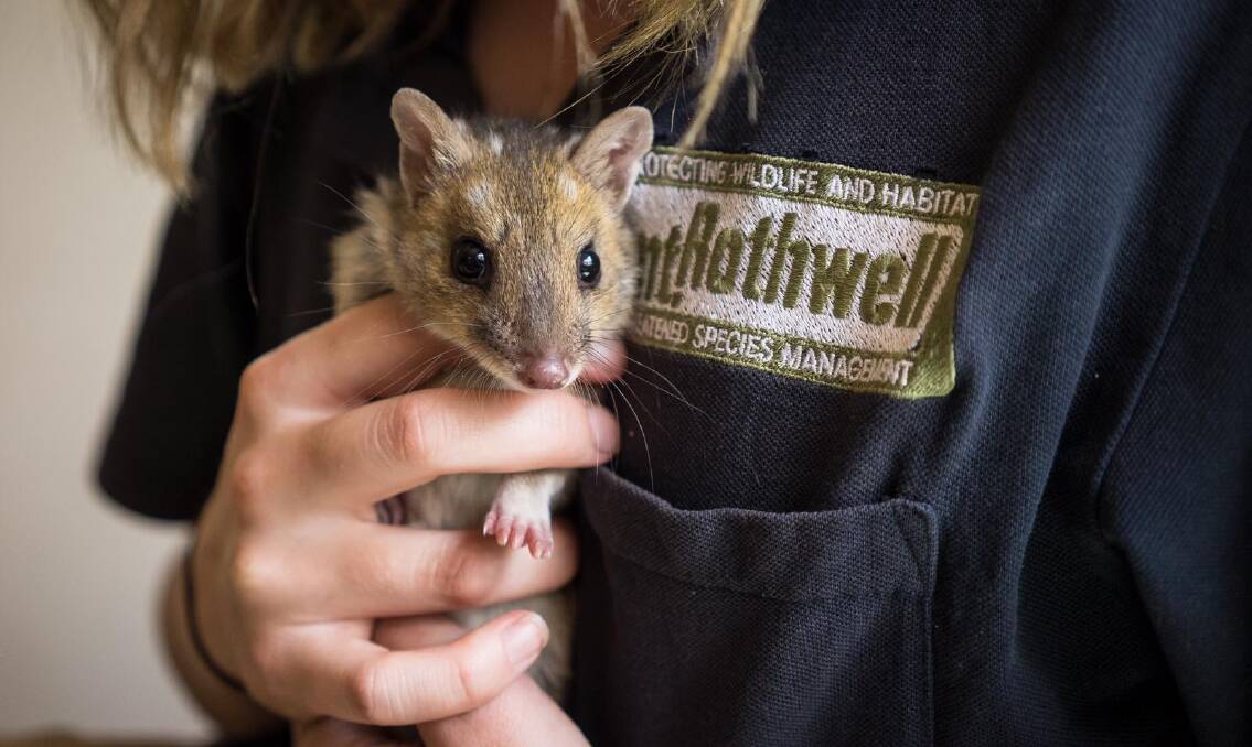Eastern quolls are among the threatened species protected from predators at Mount Rothwell.