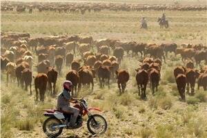 Cattle station sales collapse with ban