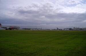 Avanex avian deterrent grass is already growing at Auckland Airport, where its special qualities will help to dramatically reduce bird populations and therefore improve safety.
