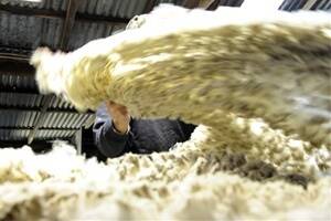 Non-mulesed wool to enjoy price benefit