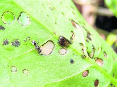 Ants inspect a madeira vine leaf damaged by the South American beetle.