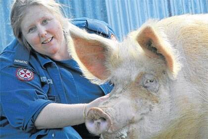 Trainer Jo Fenney and Sassy, a seven-year-old pig who had a starring role in Charlotte's Web.