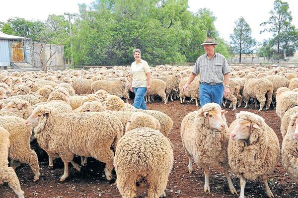 Vickie and Barry Carruthers, “Millbank”, Tullibigeal, with their winning mob of 19-month-old ewes growing nine months of medium wool
