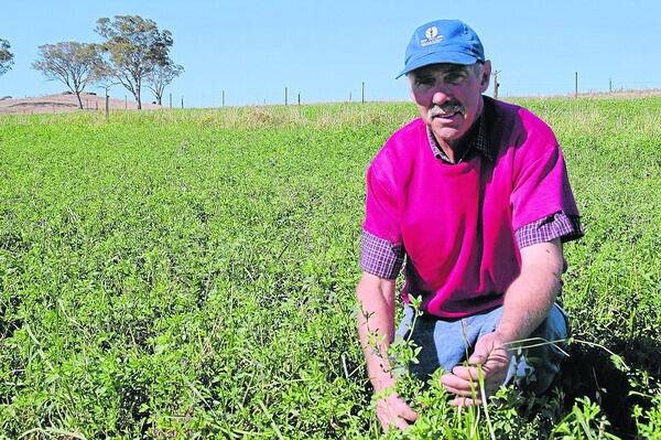PROMISING RESULTS: Lucerne and fescue trials on John and Graham Mieglich's farm between Charleston and Springhead have produced good results, with production up 200 litres after the milking herd grazed the lucerne.