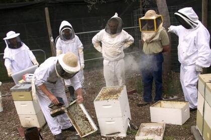 Bee Force participants in training. Photo - Sabine Perrone