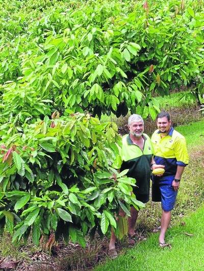 Angelo and Gerard Puglisi, Daintree Estates, North Queensland, in their cocoa orchard.  Picture: Lorraine Oliveri.