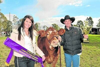 Volkswagen Group Australia marketing and events officer, Carolina Gomes, Sydney, sashes the Farmfest grand champion steer, a Limousin/Hereford-cross named Knockout, paraded and exhibited by Ben Drain, Clifton.