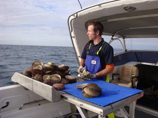 Abalone Industry Association of SA Secretary Kane Williams prepares the next abalone catch for sale.