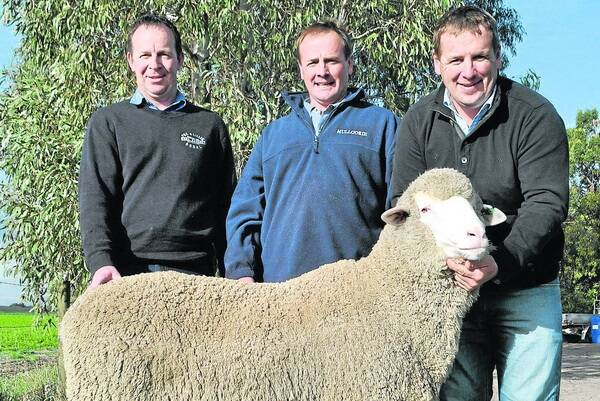 TO HORSHAM (right): Andrew Hendy, Fox & Lillie Rural, Horsham bought the $2900 top-priced ram at Mulloorie's first on-property sale in the South East. He is with stud principals Brett Meyer, Tintinara and Paul Meyer, Brinkworth.