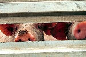 Pork industry shocked by cruelty video