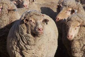 Export sheep stuck in Persian Gulf