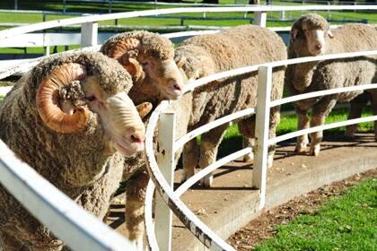 Genetic fat key to ‘bulletproofing’ Merino ewe
