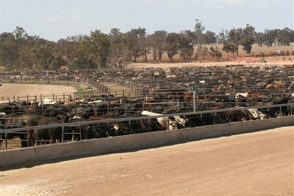 Some cattle in the Narrogin Beef Producer's feedlot in 2008. The feedlot has now been bought by Livestock Shipping Services (LSS).