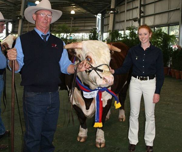 Supreme exhibit Hereford EDR Toranmoor Gold with handler Andrew Green and steward Amy Copeland