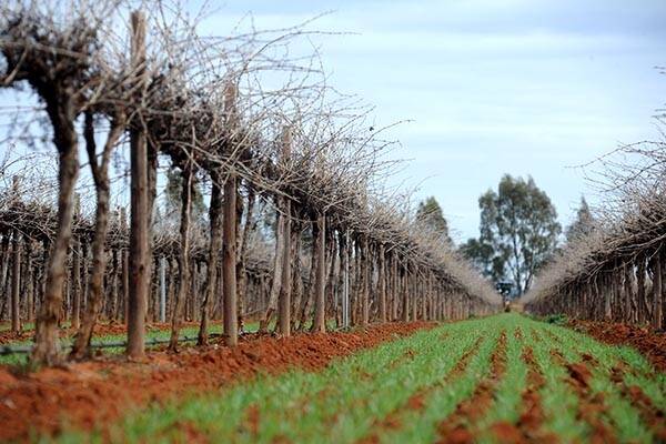 Casella Wines posts first loss
