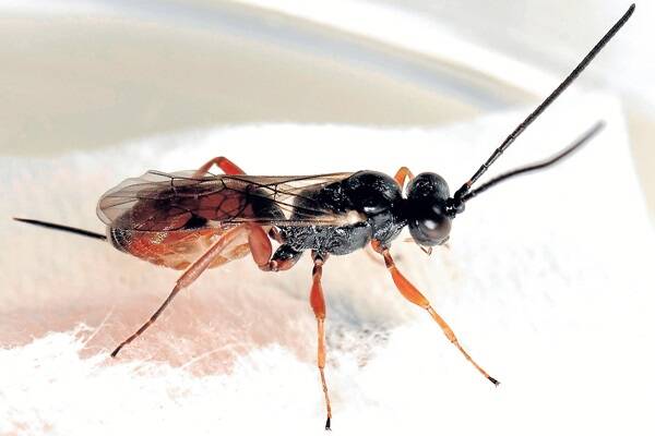 The Mastrus ridens wasp could be released within Australia to help control codling moth in pome fruit production. 