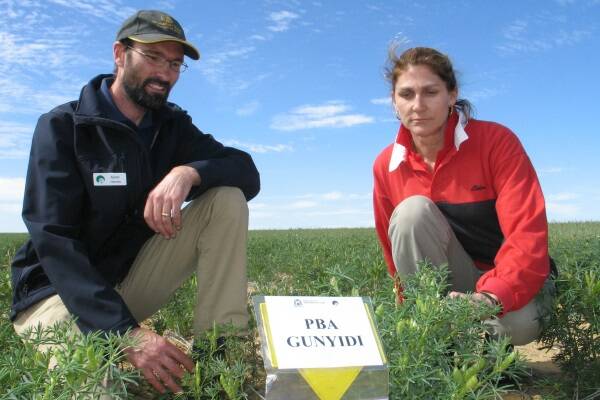 Department of Agriculture and Food technical officer Martin Harris (left) and Elders agronomist and Yuna farmer Belinda Eastough, examine a trial of Gunyidi lupins.