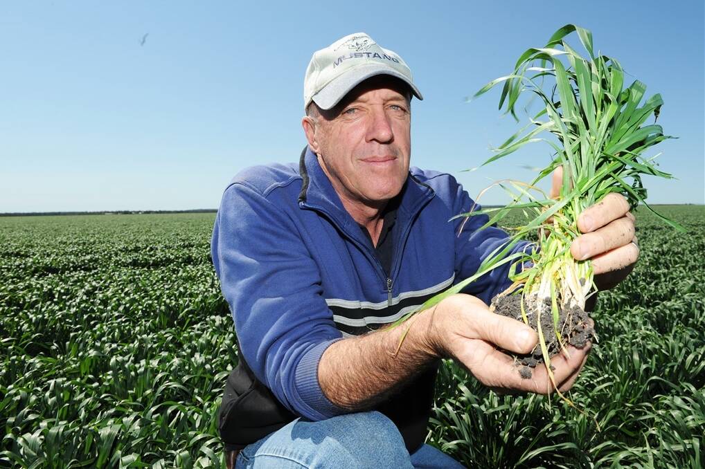 Darling Downs farmer Mac Baartz with a late-sown crop of wheat that avoided frost damage on his family’s Mount Moriah farm, Wantata.