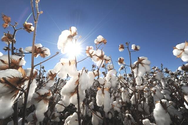 Cotton producer's sale may reap $180m