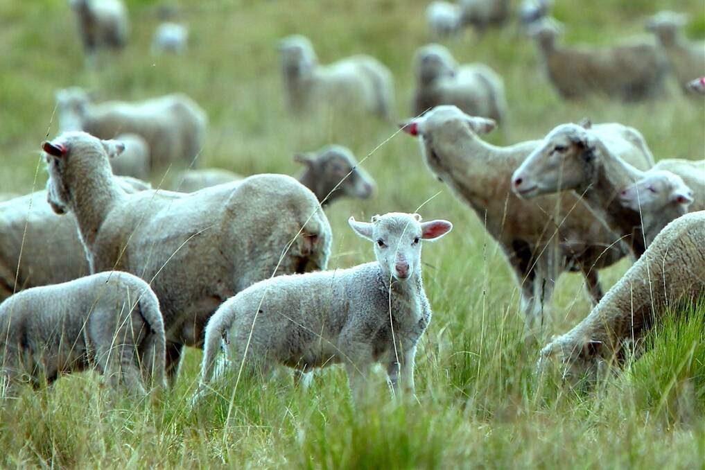 Good lambs in short supply