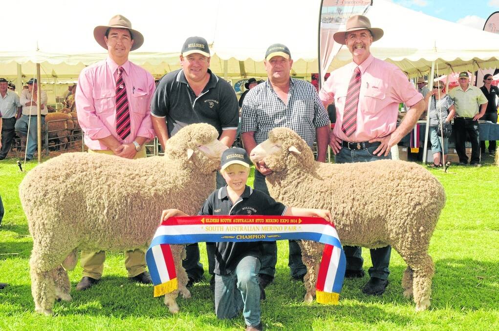 CHAMP PAIR: Elders Burra territory sales manager Corey Friebel and Elders stud stock marketing manager Tom Penna sash the champion merino pair from Mulloorie stud, Brinkworth, being held by Paul and Peter Meyer. Darcy Meyer holds the sash at front.