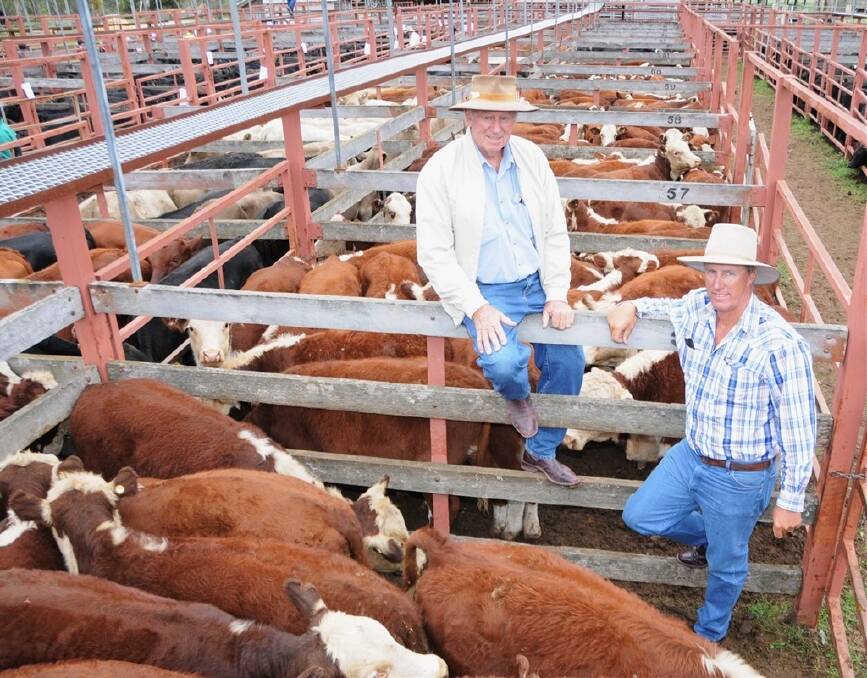 George and Fuhrmann's annual Stanthorpe early weaner sale was held on March 20.