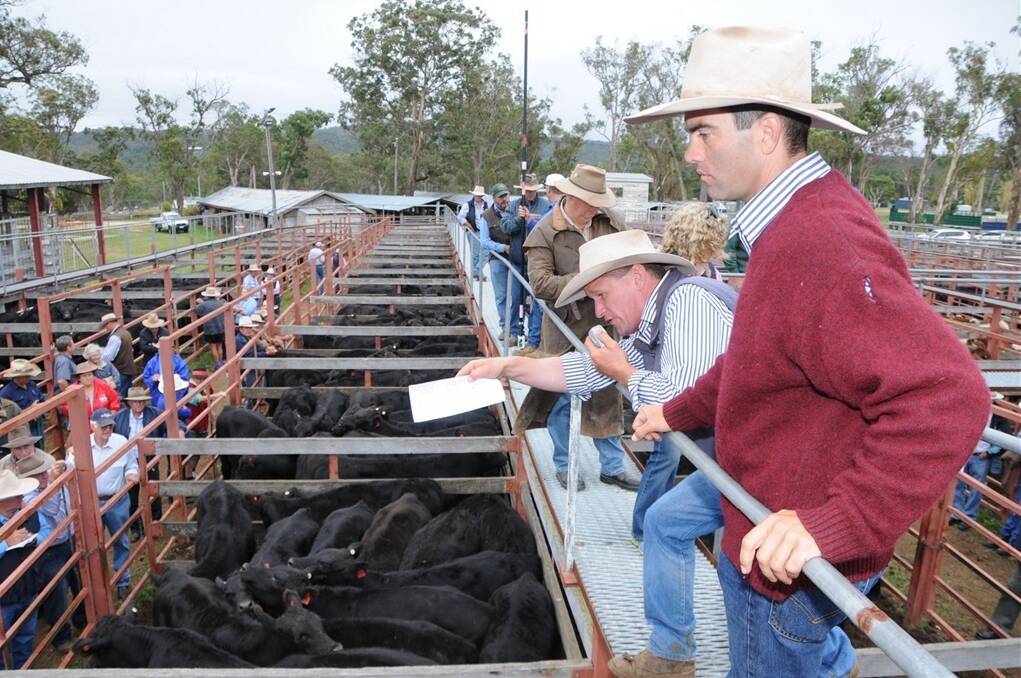 George and Fuhrmann livestock agents, Maugan Benn and Matt Grayson, Warwick, sold 1700 weaner steers and heifers at the annual Stanthorpe early weaner sale on March 20.