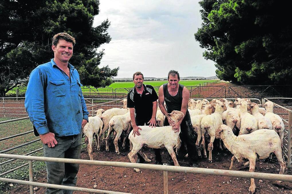 WEATHER WISE: Sydney Lawrie, Collandra North, Tumby Bay, Heiniger SA sales manager Darren McEvoy and AWI shearing industry development coordinator Jim Murray with some Poll Merino ram lambs shorn with a cover comb earlier this month. Sydney says there is an option to replace flat combs with cover combs in hot weather.