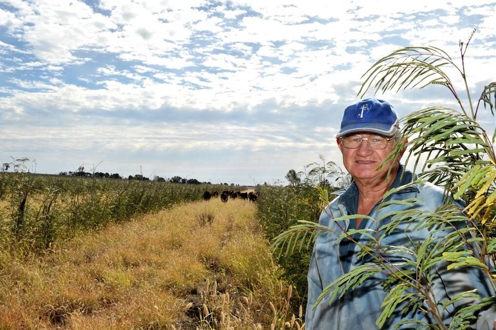 Laurie Peake, Cherwondah, Wandoan, has been fattening his Wagyu cattle on leucaena over the past decade.