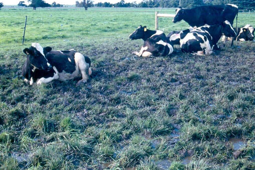 Very wet soils lose their structural integrity or strength and become more easily damaged by cattle hooves and vehicles.