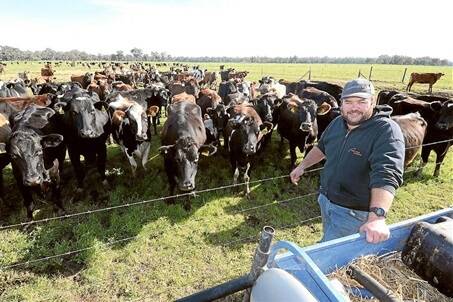 Clayton Alley, 'Riverie', Forbes, NSW, uses crossbred cattle to boost dairy production.