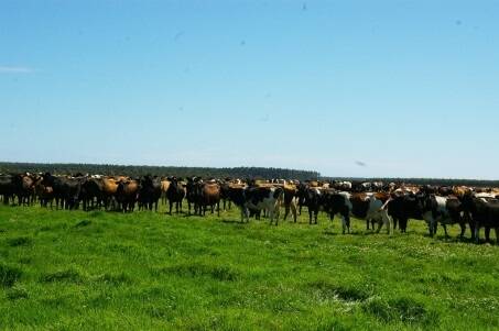 People have started to focus on the opportunities in the Australian dairy industry.