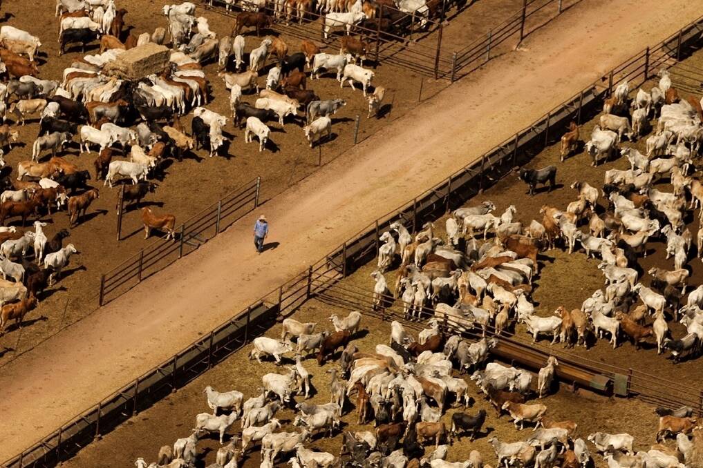 Australian live cattle export records smashed