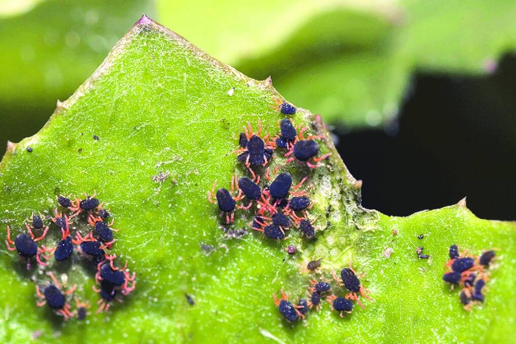 Redlegged earth mites are causing concern.