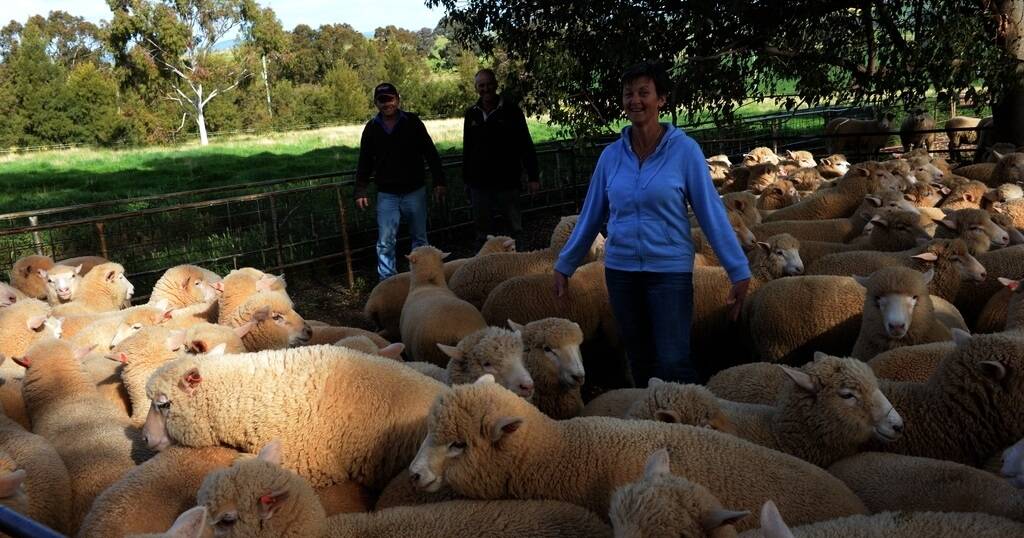 Export lamb shortage Farm Online