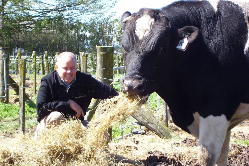 Derek Fairweather with Kiwipole Slick Grazer, who is 50% Scotts Comanche – a high ranking crossbreed to provide pasture efficiency and fertility, with 25% American Holstein to match export milk pricing for local volume, and 25% Senepol for heat resistance and the slick locus.