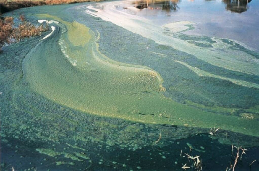 Blue-green algae.
